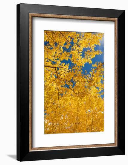 Quaking aspen, fall season, Sandia Mountains, Cibola National Forest, New Mexico-Maresa Pryor-Luzier-Framed Photographic Print