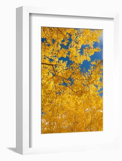 Quaking aspen, fall season, Sandia Mountains, Cibola National Forest, New Mexico-Maresa Pryor-Luzier-Framed Photographic Print