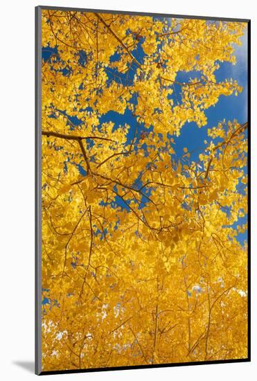 Quaking aspen, fall season, Sandia Mountains, Cibola National Forest, New Mexico-Maresa Pryor-Luzier-Mounted Photographic Print