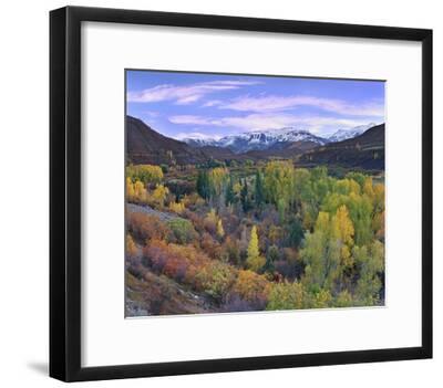 Quaking Aspen Forest In Autumn Snowmass Mountain Near Quaking Aspen Colorado Art Print Tim Fitzharris Art Com