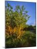 Quaking Aspen Grove Along the Rocky Mountain Front in Waterton Lakes National Park, Alberta, Canada-Chuck Haney-Mounted Photographic Print