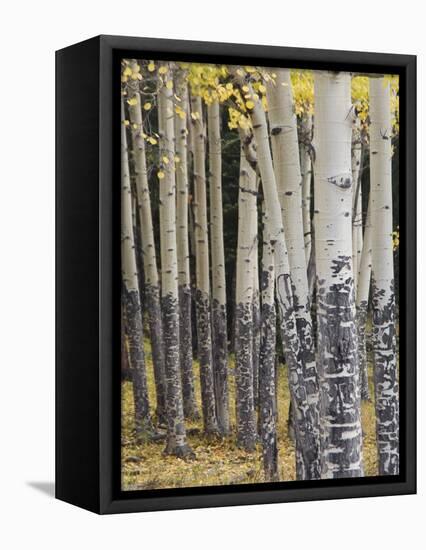 Quaking Aspen in Fall, Rocky Mountain National Park, Colorado, USA-Rolf Nussbaumer-Framed Premier Image Canvas