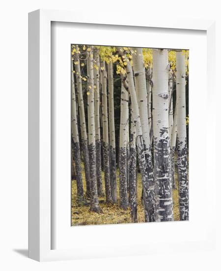 Quaking Aspen in Fall, Rocky Mountain National Park, Colorado, USA-Rolf Nussbaumer-Framed Photographic Print