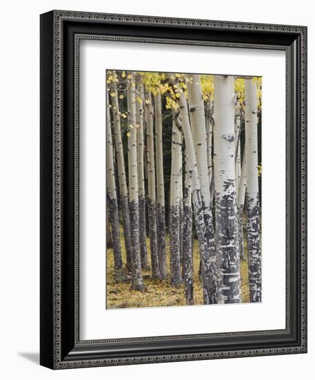 Quaking Aspen in Fall, Rocky Mountain National Park, Colorado, USA-Rolf Nussbaumer-Framed Photographic Print