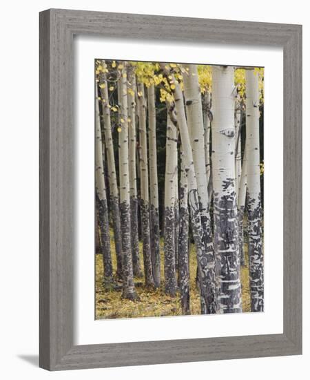 Quaking Aspen in Fall, Rocky Mountain National Park, Colorado, USA-Rolf Nussbaumer-Framed Photographic Print