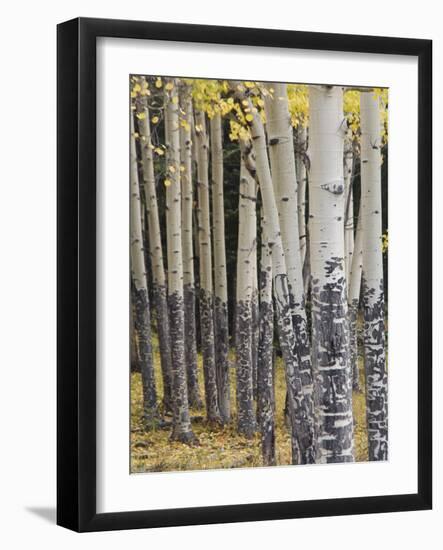 Quaking Aspen in Fall, Rocky Mountain National Park, Colorado, USA-Rolf Nussbaumer-Framed Photographic Print