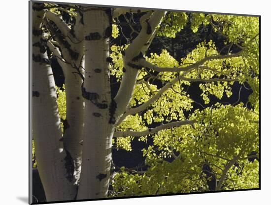 Quaking Aspen in Fall, Rocky Mountain National Park, Colorado, USA-Rolf Nussbaumer-Mounted Photographic Print