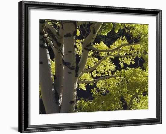 Quaking Aspen in Fall, Rocky Mountain National Park, Colorado, USA-Rolf Nussbaumer-Framed Photographic Print