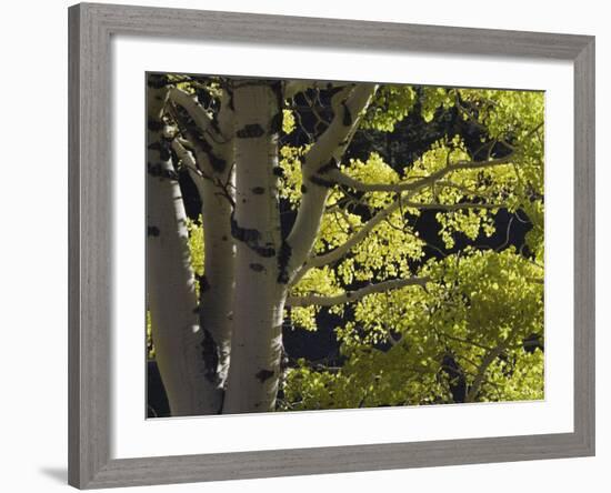 Quaking Aspen in Fall, Rocky Mountain National Park, Colorado, USA-Rolf Nussbaumer-Framed Photographic Print