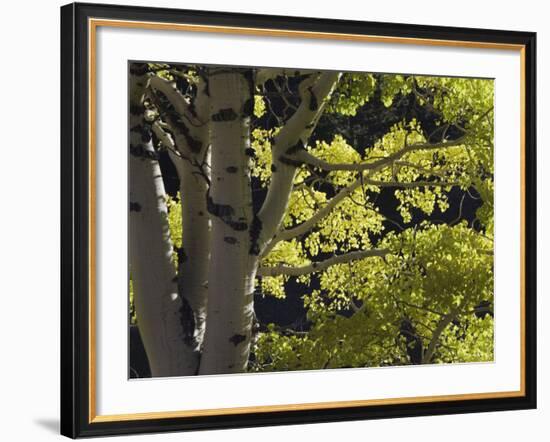 Quaking Aspen in Fall, Rocky Mountain National Park, Colorado, USA-Rolf Nussbaumer-Framed Photographic Print