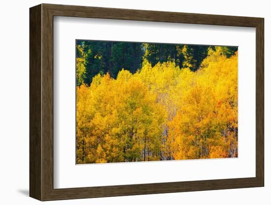 Quaking aspen in full autumn color along Bishop Creek, Inyo National Forest, California, USA-Russ Bishop-Framed Photographic Print