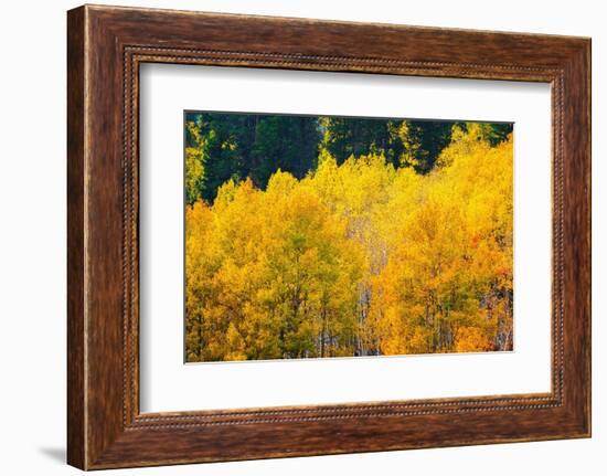 Quaking aspen in full autumn color along Bishop Creek, Inyo National Forest, California, USA-Russ Bishop-Framed Photographic Print