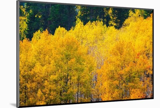 Quaking aspen in full autumn color along Bishop Creek, Inyo National Forest, California, USA-Russ Bishop-Mounted Photographic Print