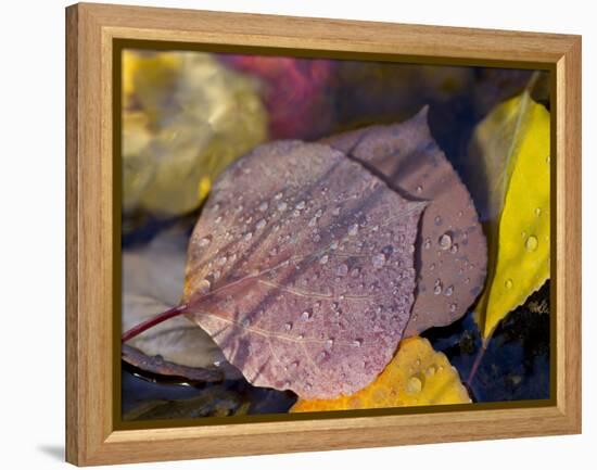 Quaking Aspen Leaves, South Ponil Creek, Baldy Mountain, Rocky Mountains, New Mexico, USA-Maresa Pryor-Framed Premier Image Canvas