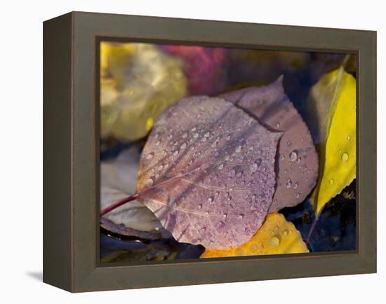 Quaking Aspen Leaves, South Ponil Creek, Baldy Mountain, Rocky Mountains, New Mexico, USA-Maresa Pryor-Framed Premier Image Canvas