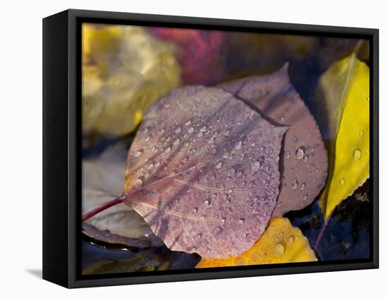 Quaking Aspen Leaves, South Ponil Creek, Baldy Mountain, Rocky Mountains, New Mexico, USA-Maresa Pryor-Framed Premier Image Canvas