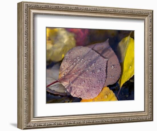 Quaking Aspen Leaves, South Ponil Creek, Baldy Mountain, Rocky Mountains, New Mexico, USA-Maresa Pryor-Framed Photographic Print