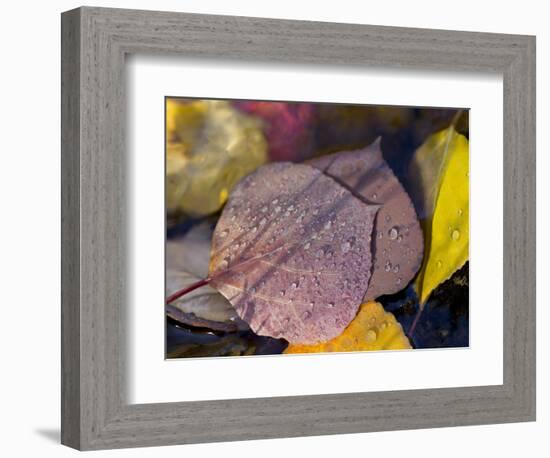 Quaking Aspen Leaves, South Ponil Creek, Baldy Mountain, Rocky Mountains, New Mexico, USA-Maresa Pryor-Framed Photographic Print