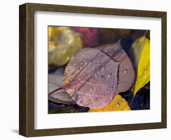 Quaking Aspen Leaves, South Ponil Creek, Baldy Mountain, Rocky Mountains, New Mexico, USA-Maresa Pryor-Framed Photographic Print