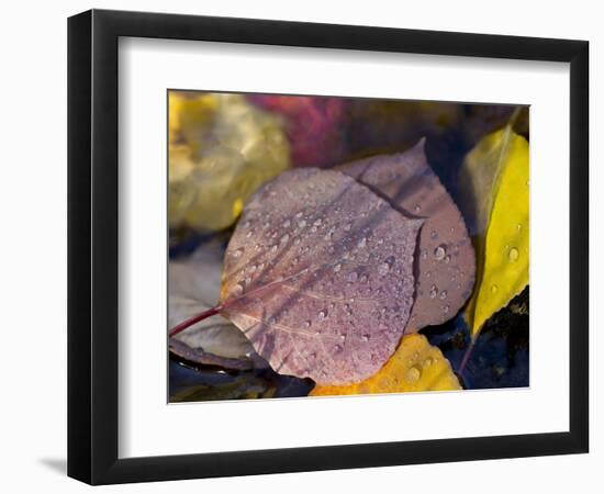 Quaking Aspen Leaves, South Ponil Creek, Baldy Mountain, Rocky Mountains, New Mexico, USA-Maresa Pryor-Framed Photographic Print