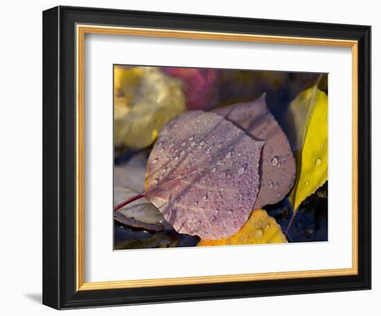 Quaking Aspen Leaves, South Ponil Creek, Baldy Mountain, Rocky Mountains, New Mexico, USA-Maresa Pryor-Framed Photographic Print