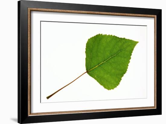 Quaking Aspen (Populus Tremuloides) Leaf-Bjorn Svensson-Framed Photographic Print