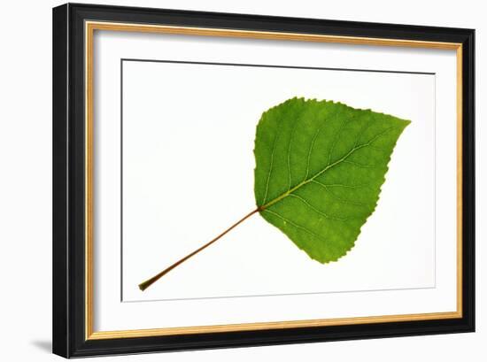 Quaking Aspen (Populus Tremuloides) Leaf-Bjorn Svensson-Framed Photographic Print