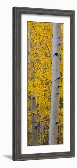 Quaking Aspen (Populus Tremuloides) Tree, Boulder Mountain, Dixie National Forest, Utah, USA-null-Framed Photographic Print