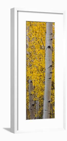 Quaking Aspen (Populus Tremuloides) Tree, Boulder Mountain, Dixie National Forest, Utah, USA-null-Framed Photographic Print