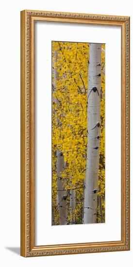 Quaking Aspen (Populus Tremuloides) Tree, Boulder Mountain, Dixie National Forest, Utah, USA-null-Framed Photographic Print