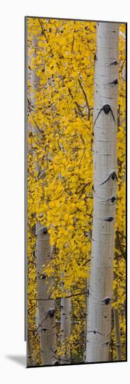 Quaking Aspen (Populus Tremuloides) Tree, Boulder Mountain, Dixie National Forest, Utah, USA-null-Mounted Photographic Print