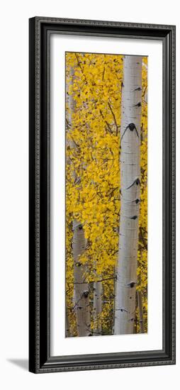 Quaking Aspen (Populus Tremuloides) Tree, Boulder Mountain, Dixie National Forest, Utah, USA-null-Framed Photographic Print