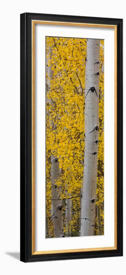 Quaking Aspen (Populus Tremuloides) Tree, Boulder Mountain, Dixie National Forest, Utah, USA-null-Framed Photographic Print