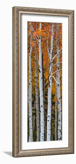 Quaking Aspen (Populus Tremuloides) Trees, Boulder Mountain, Dixie National Forest, Utah, USA-null-Framed Photographic Print