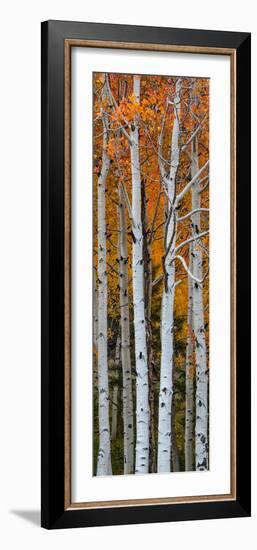 Quaking Aspen (Populus Tremuloides) Trees, Boulder Mountain, Dixie National Forest, Utah, USA-null-Framed Photographic Print