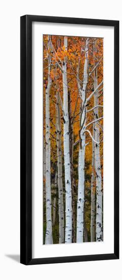 Quaking Aspen (Populus Tremuloides) Trees, Boulder Mountain, Dixie National Forest, Utah, USA-null-Framed Photographic Print