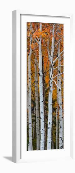 Quaking Aspen (Populus Tremuloides) Trees, Boulder Mountain, Dixie National Forest, Utah, USA-null-Framed Photographic Print