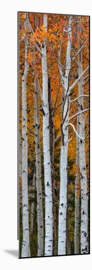 Quaking Aspen (Populus Tremuloides) Trees, Boulder Mountain, Dixie National Forest, Utah, USA-null-Mounted Photographic Print