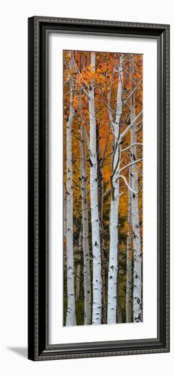 Quaking Aspen (Populus Tremuloides) Trees, Boulder Mountain, Dixie National Forest, Utah, USA-null-Framed Photographic Print