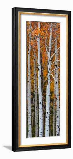 Quaking Aspen (Populus Tremuloides) Trees, Boulder Mountain, Dixie National Forest, Utah, USA-null-Framed Premium Photographic Print