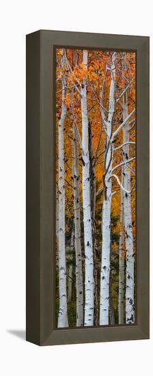 Quaking Aspen (Populus Tremuloides) Trees, Boulder Mountain, Dixie National Forest, Utah, USA-null-Framed Premier Image Canvas