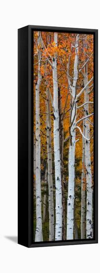 Quaking Aspen (Populus Tremuloides) Trees, Boulder Mountain, Dixie National Forest, Utah, USA-null-Framed Premier Image Canvas