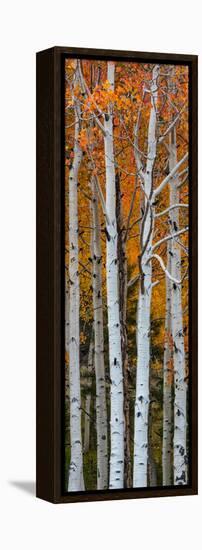 Quaking Aspen (Populus Tremuloides) Trees, Boulder Mountain, Dixie National Forest, Utah, USA-null-Framed Premier Image Canvas