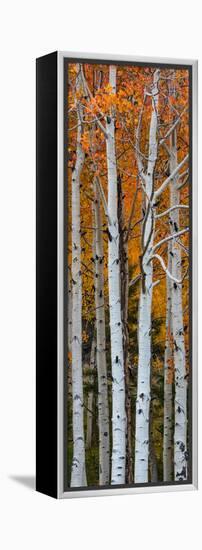 Quaking Aspen (Populus Tremuloides) Trees, Boulder Mountain, Dixie National Forest, Utah, USA-null-Framed Premier Image Canvas