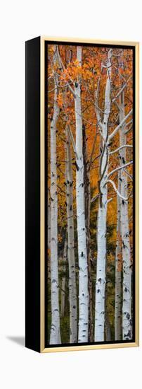Quaking Aspen (Populus Tremuloides) Trees, Boulder Mountain, Dixie National Forest, Utah, USA-null-Framed Premier Image Canvas