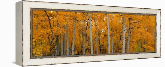 Quaking Aspens Dixie National Forest Ut-null-Framed Stretched Canvas