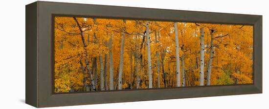 Quaking Aspens Dixie National Forest Ut-null-Framed Stretched Canvas