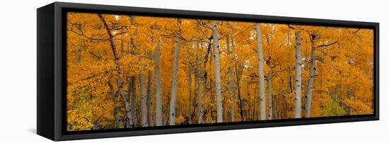 Quaking Aspens Dixie National Forest Ut-null-Framed Stretched Canvas