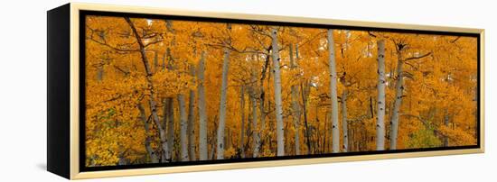 Quaking Aspens Dixie National Forest Ut-null-Framed Stretched Canvas