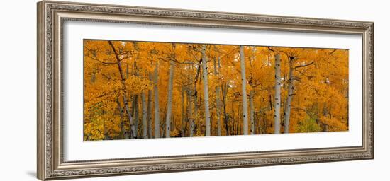 Quaking Aspens Dixie National Forest Ut-null-Framed Photographic Print